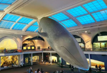 best museums in nyc